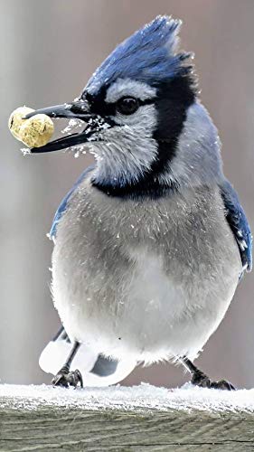 Peanuts Bird Feed 20 lb Bag Z381