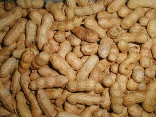 Peanuts Bird Feed 20 lb Bag Z381