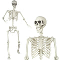 5.4ft Posable Skeleton S58804