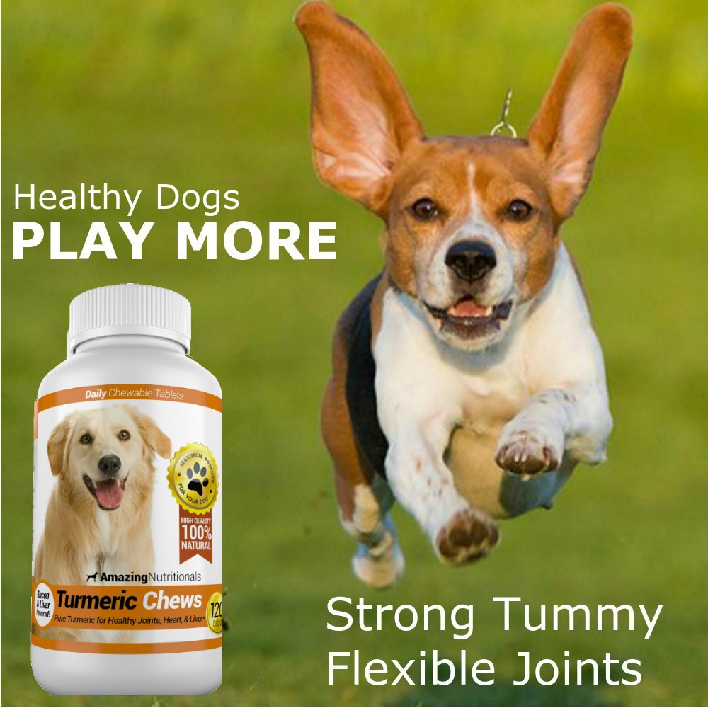 Turmeric Probiotics for Dogs Digestive Health Bundle M849