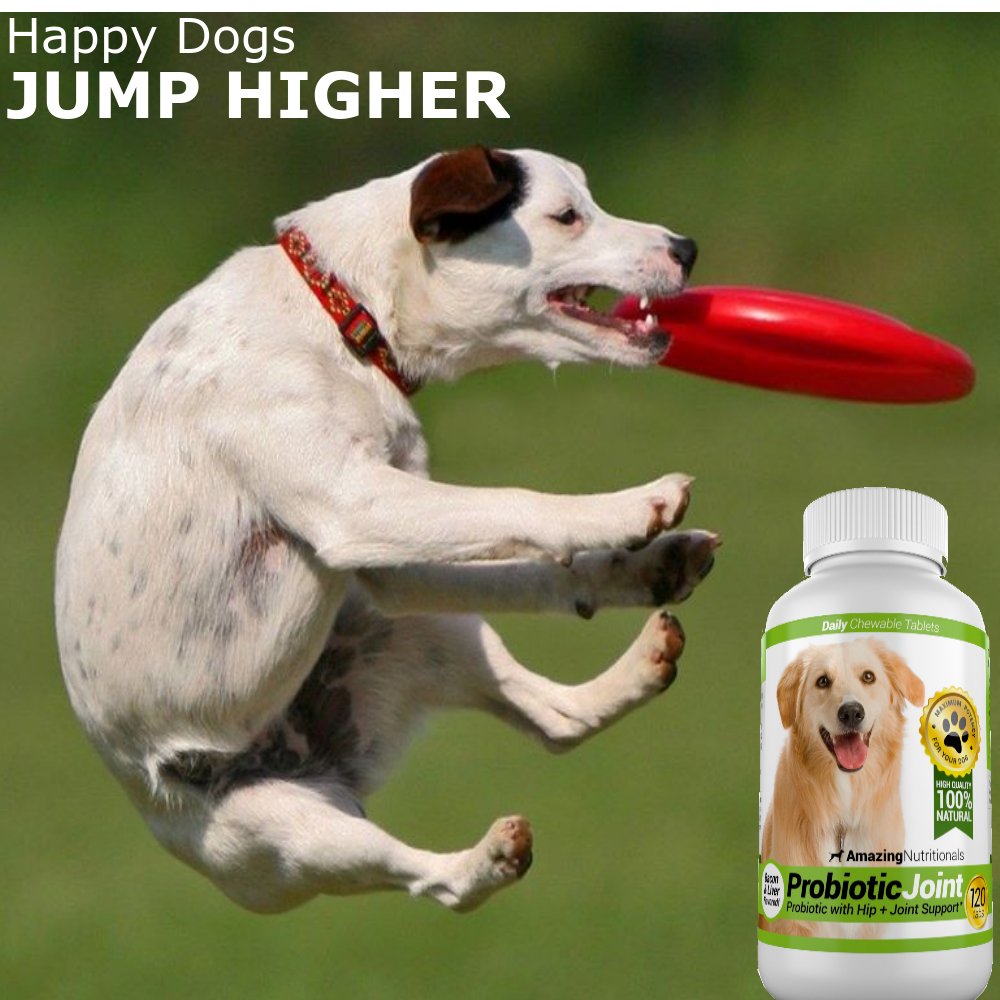 Turmeric Probiotics for Dogs Digestive Health Bundle M849