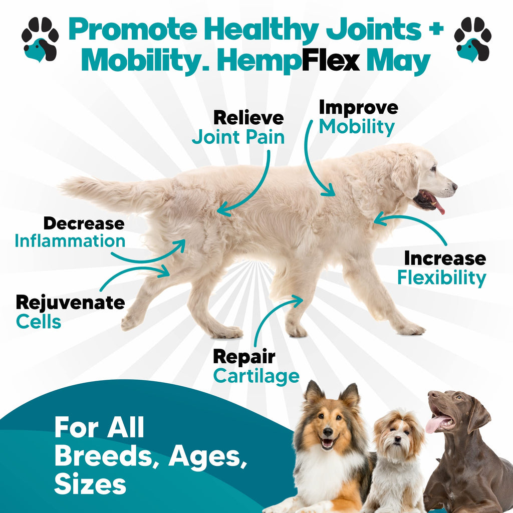 Glucosamine for Dogs Hip and Joint Supplement Soft Chews Z538193