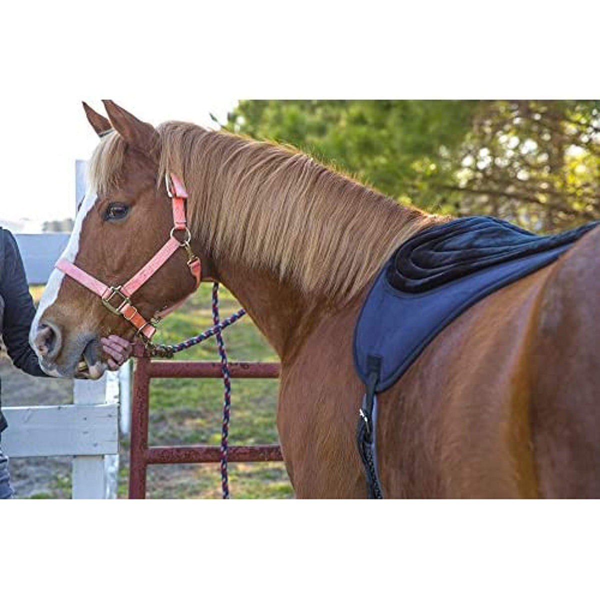 Black Bareback Pad S217708